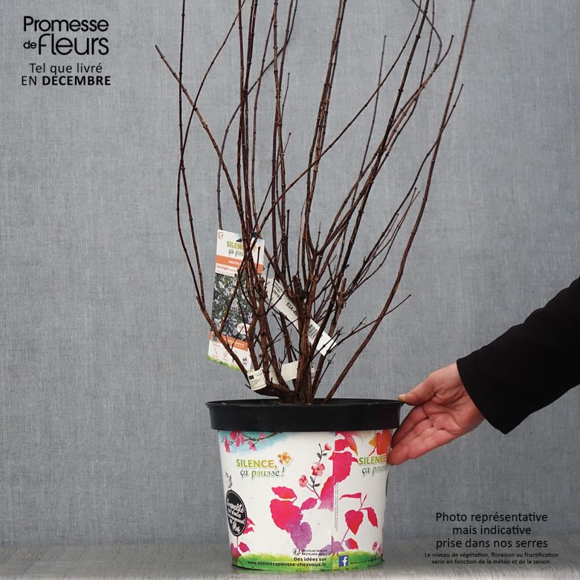 Ejemplar de Philadelphus Snowbelle - Celinda Maceta 7,5L/10L entregado en otoño