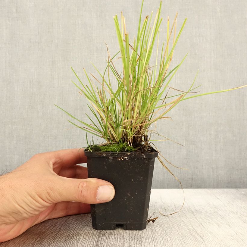Ejemplar de Sesleria autumnalis Maceta de 8/9 cm entregado en otoño