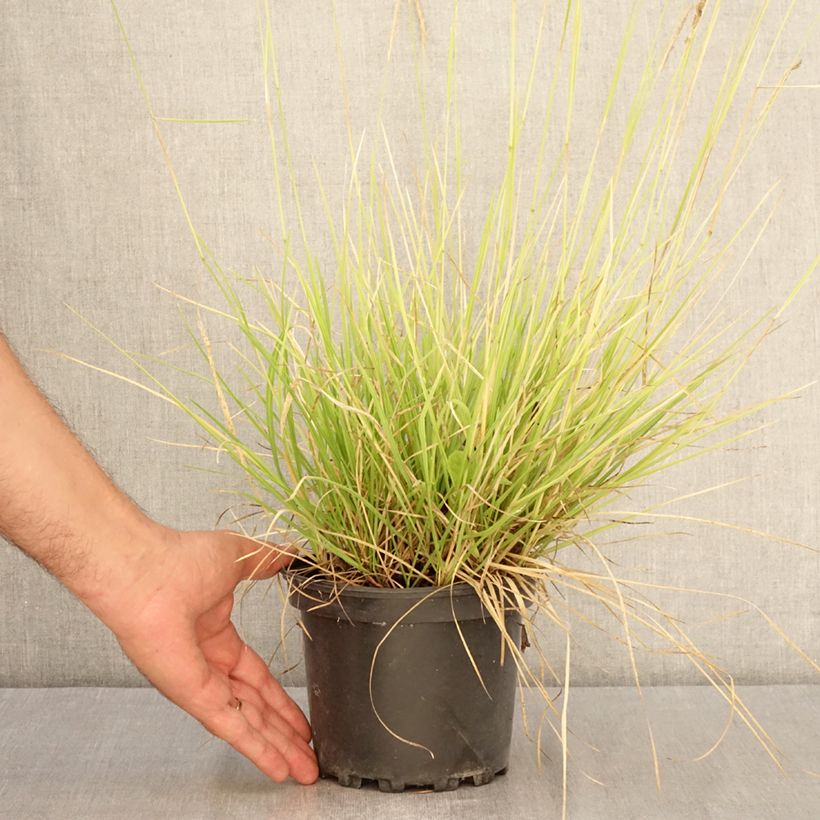 Ejemplar de Sesleria autumnalis Maceta 2L/3L entregado en verano
