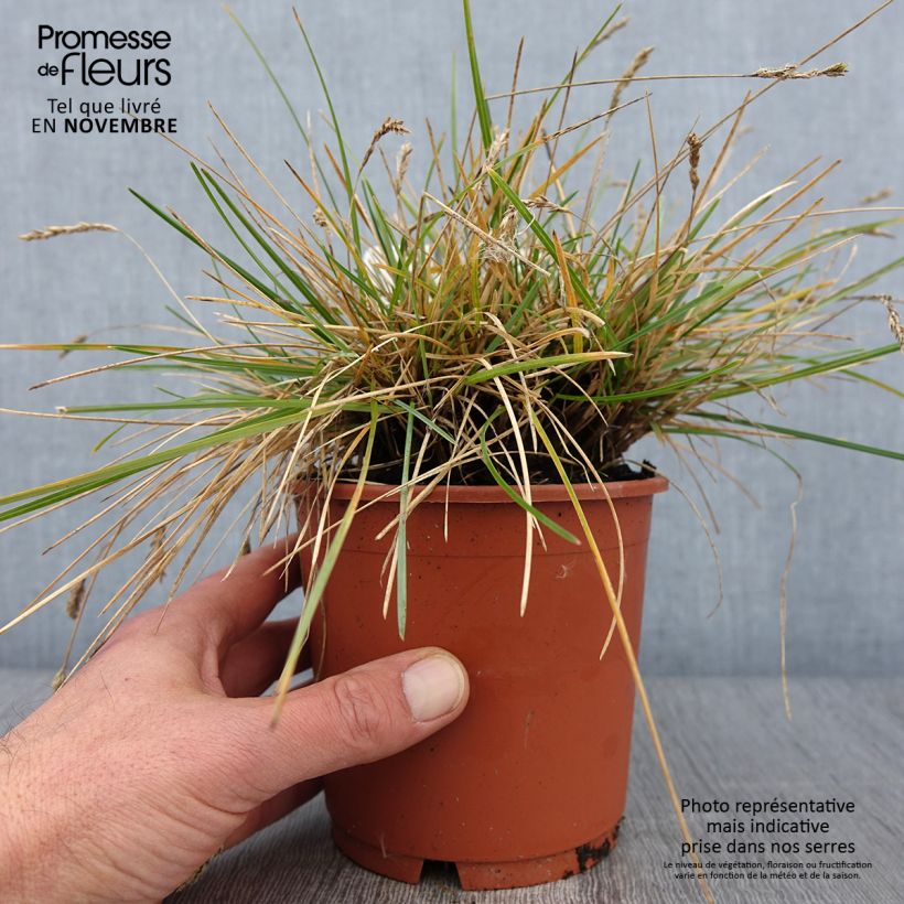 Ejemplar de Sesleria caerulea Maceta 1L/1,5L entregado en otoño