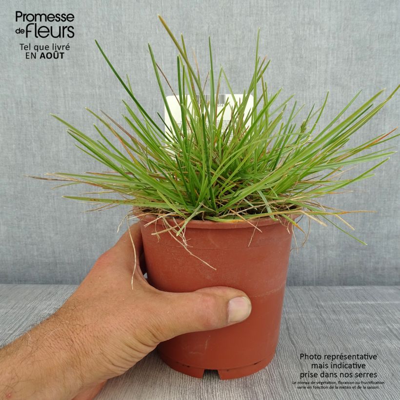 Ejemplar de Sesleria caerulea - Seslérie bleue Pot de 1L/1.5L entregado en verano