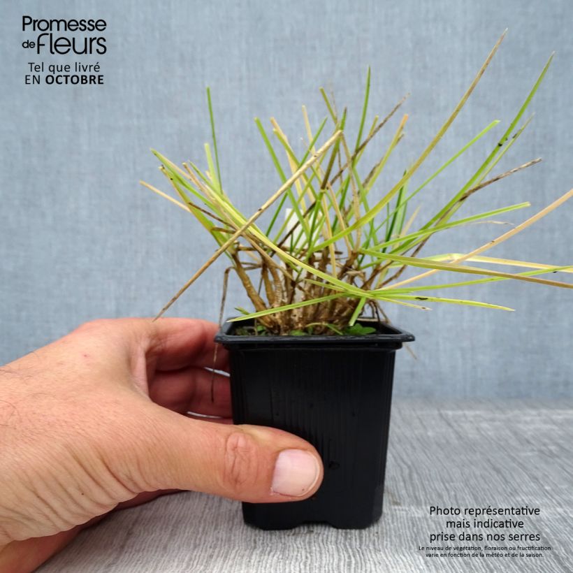 Ejemplar de Sesleria heufleriana Maceta de 8/9 cm entregado en otoño
