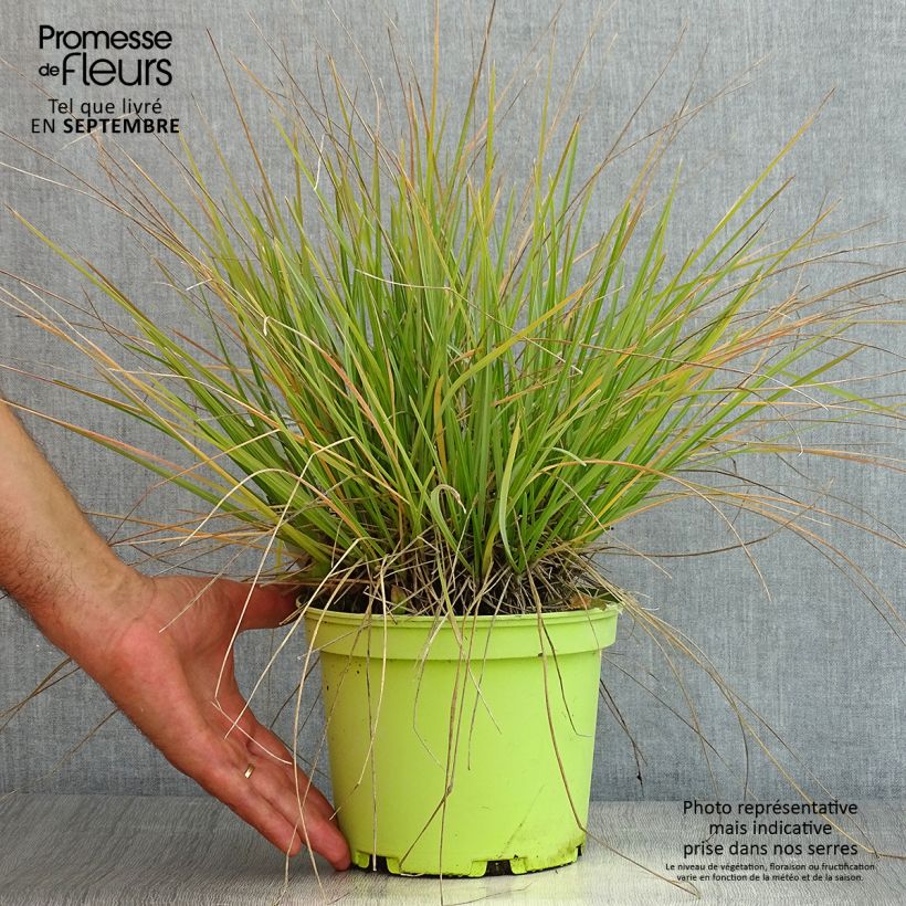 Ejemplar de Sesleria heufleriana - Seslerie en pot de 2/3 litres entregado en verano
