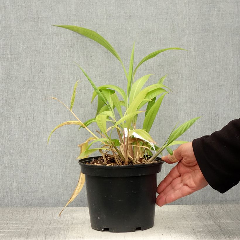 Ejemplar de Setaria palmifolia - Cola de zorro Maceta 2L/3L entregado en verano
