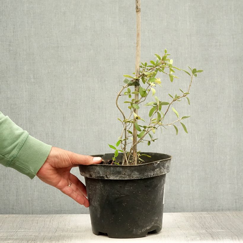 Ejemplar de Búfalo plateado - Shepherdia argentea Maceta 3L/4LAltura de entrega aprox. 25/30cm entregado en verano