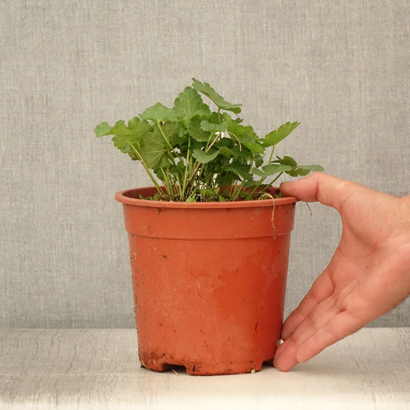 Ejemplar de Sidalcea malviflora Elsie Heugh Maceta 2L/3L entregado en verano