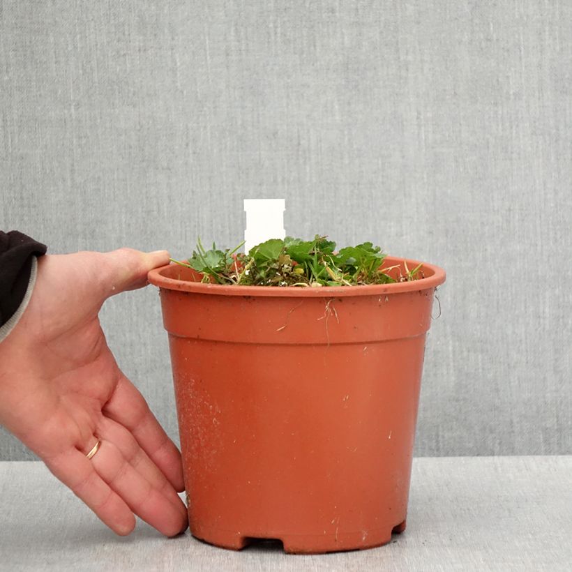 Sidalcea malviflora Elsie Heugh, Sidalcée - Pot de 2L/3L Ejemplar entregado en la primavera
