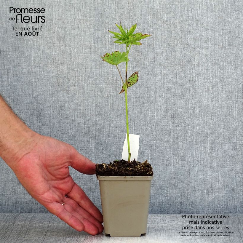 Ejemplar de Sidalcea oregana Brilliant - Sidalcée Godet de 9cm entregado en verano