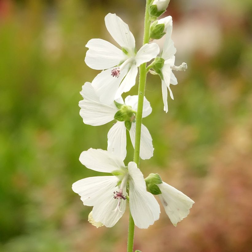 Sidalcea candida (Floración)