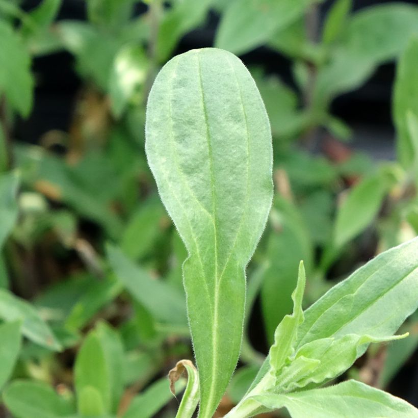 Silene latifolia subsp. alba (Follaje)