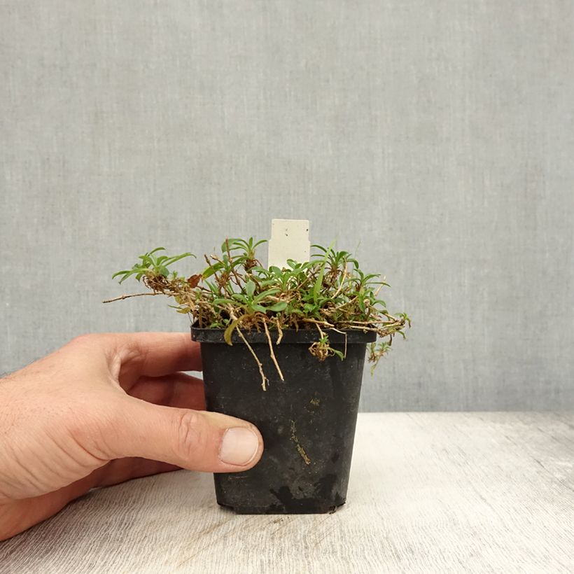 Ejemplar de Silene schafta Maceta de 8/9 cm entregado en otoño