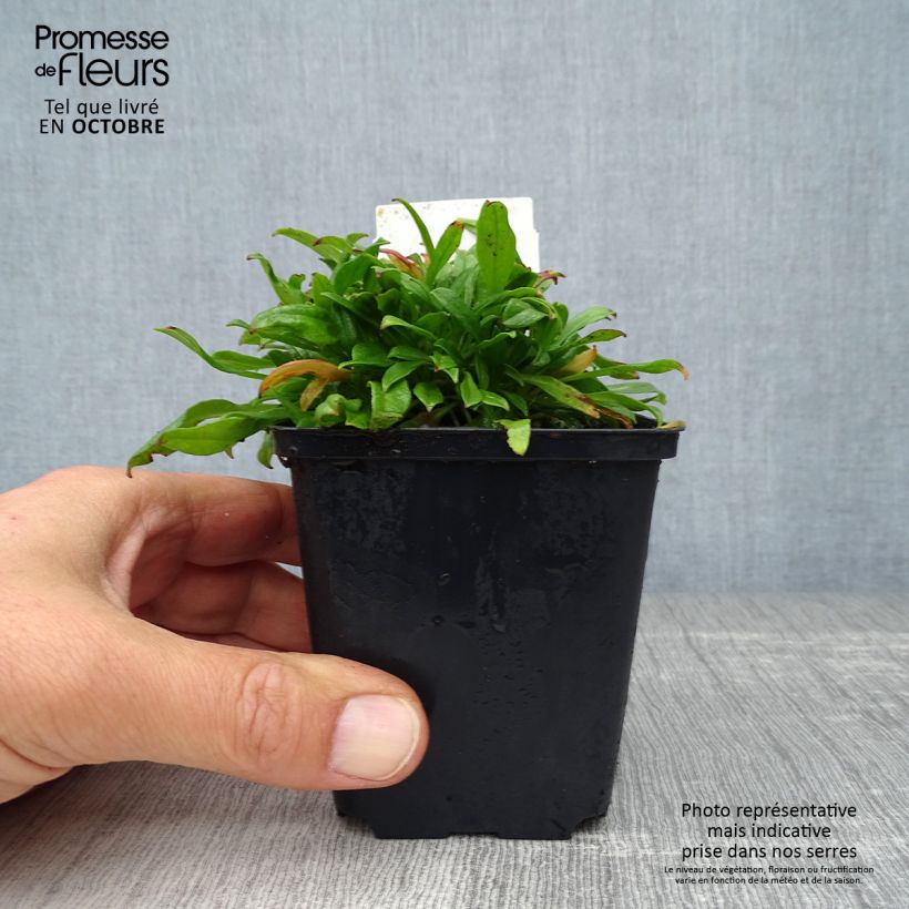 Ejemplar de Silene schafta Splendens Maceta de 8/9 cm entregado en otoño