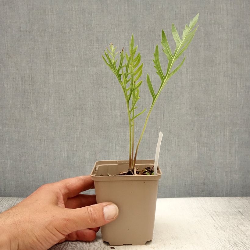 Silphium laciniatum - Plante boussole Godet de 9cm Ejemplar entregado en la primavera