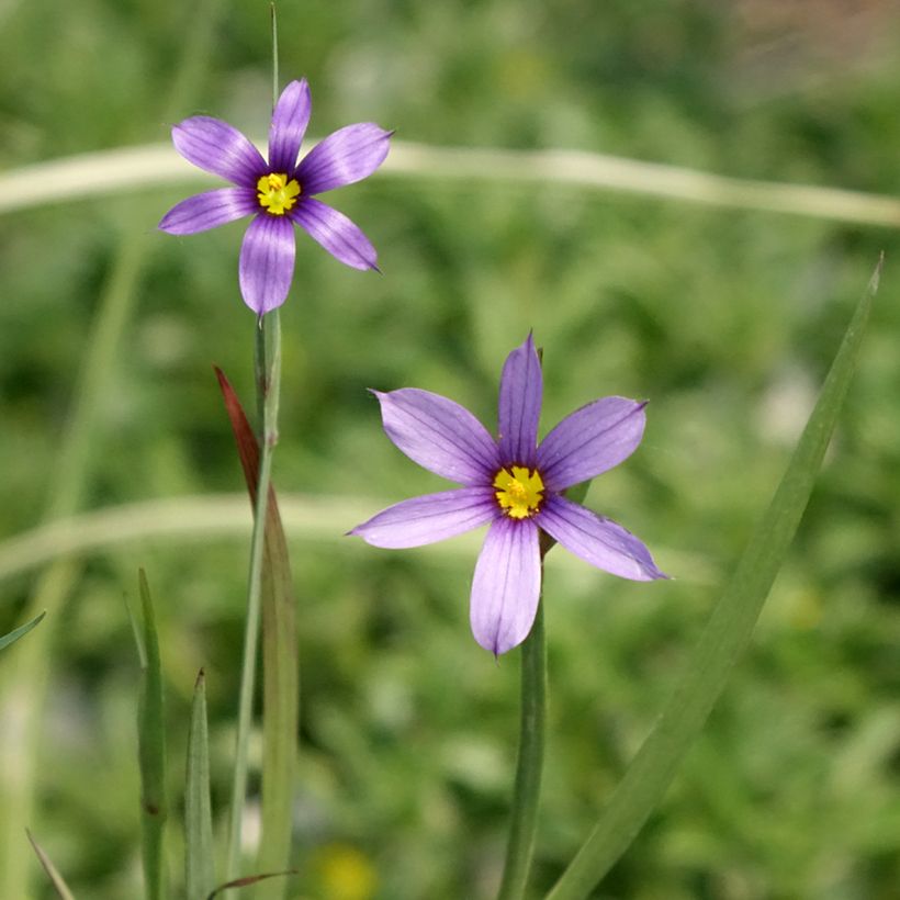 Sisyrinchium bellum - Ojo azul (Floración)