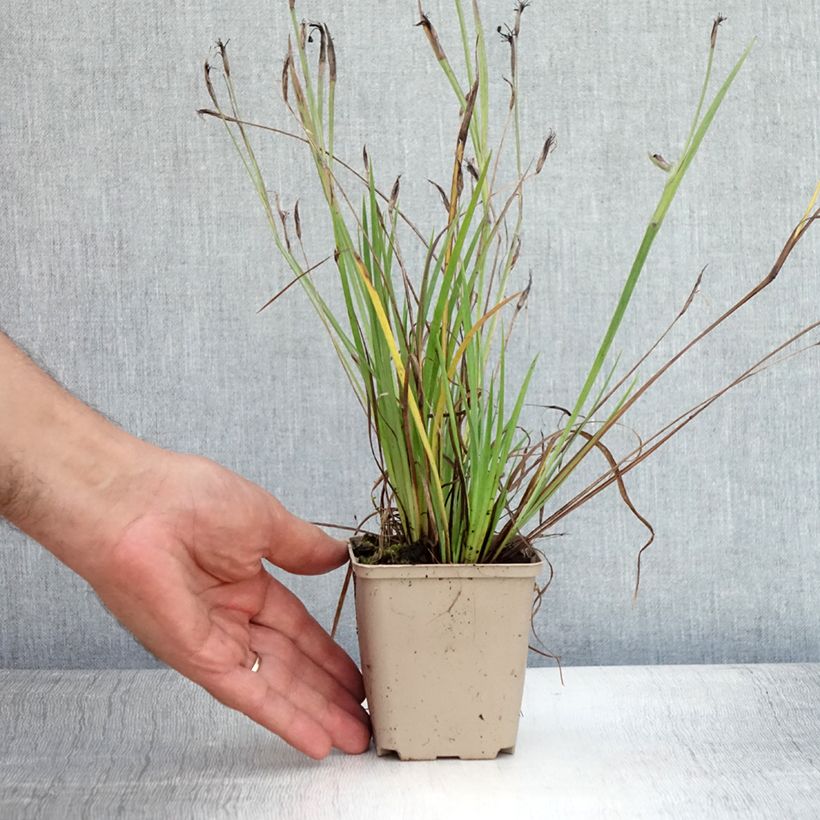 Ejemplar de Sisyrinchium angustifolium Lucerne Maceta de 8/9 cm entregado en verano