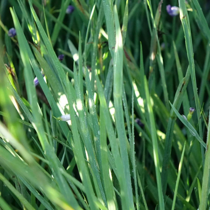 Sisyrinchium angustifolium Lucerne (Follaje)