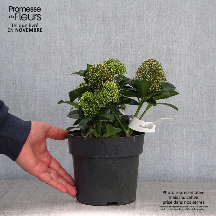 Ejemplar de Skimmia japonica Fragrant Cloud - Esquimia Maceta 2L/3L entregado en otoño