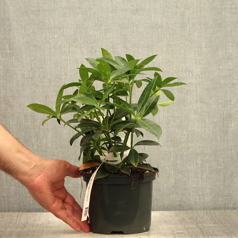 Ejemplar de Skimmia japonica Fragrant Cloud - Esquimia Maceta 2L/3LAltura de entrega aprox. 20/25cm entregado en verano