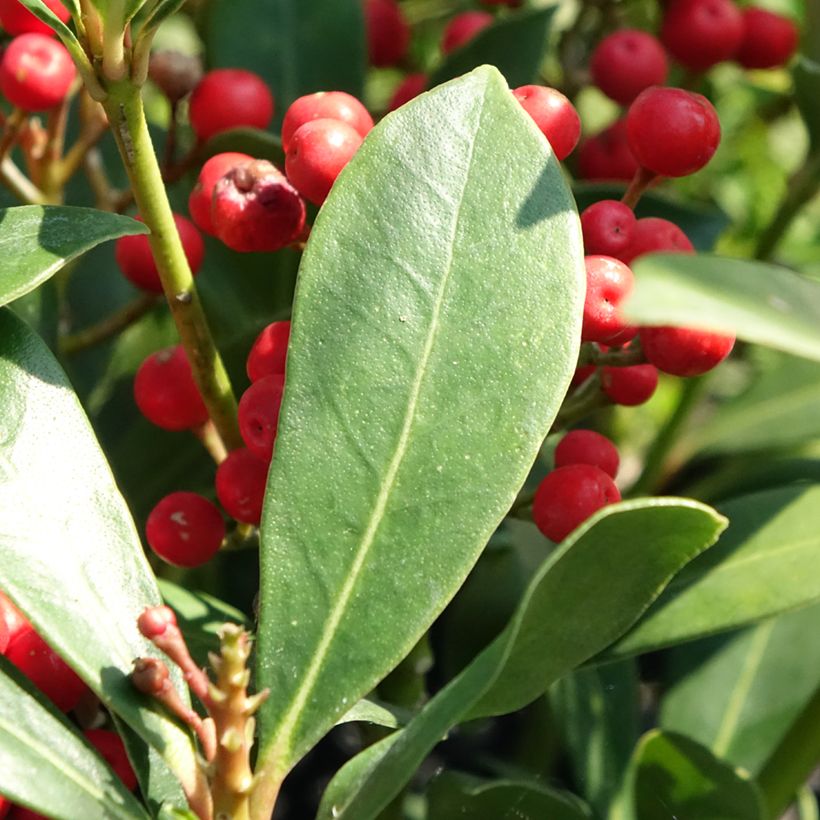 Skimmia japonica Pabella - Esquimia (Follaje)