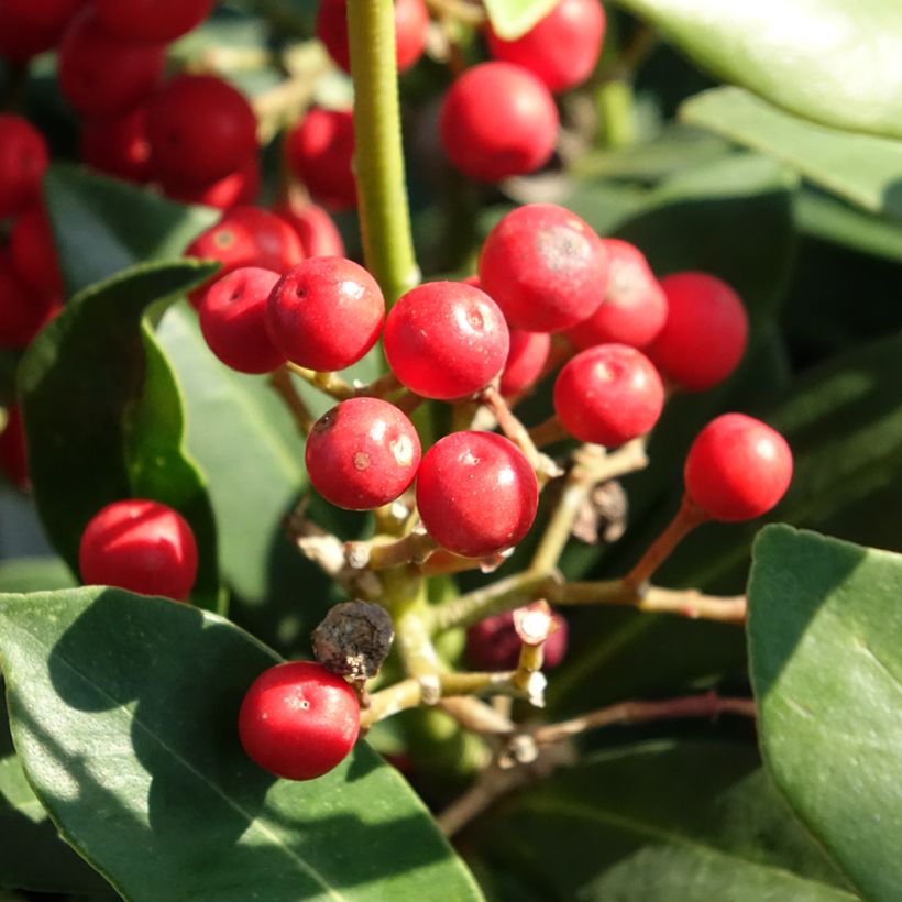 Skimmia japonica Pabella - Esquimia (Cosecha)