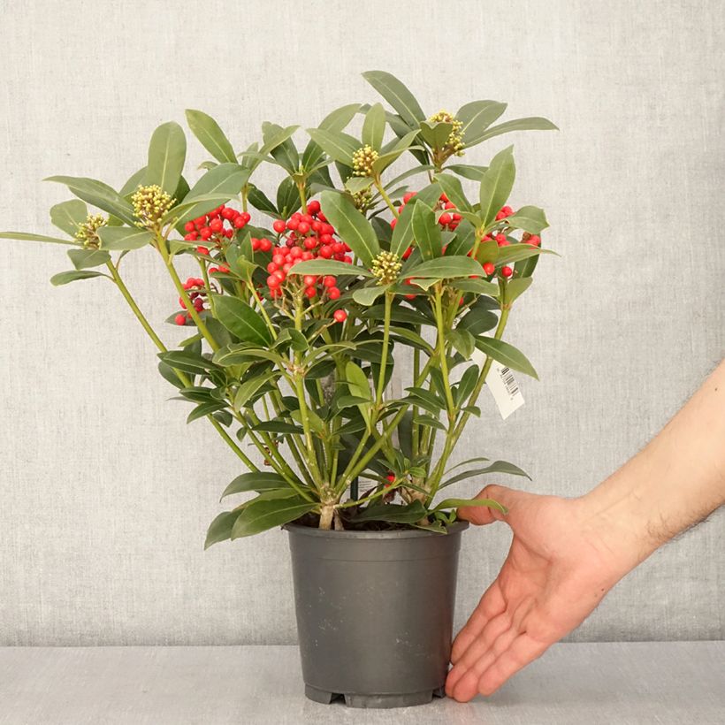 Skimmia japonica Pabella - Esquimia Maceta 2L/3LAltura de entrega aprox. 30/35cm Ejemplar entregado en la primavera