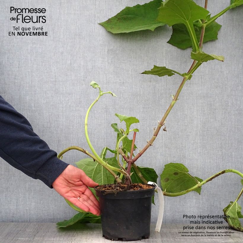 Ejemplar de Yacón Red - Smallanthus sonchifolius Maceta 3L/4L entregado en otoño