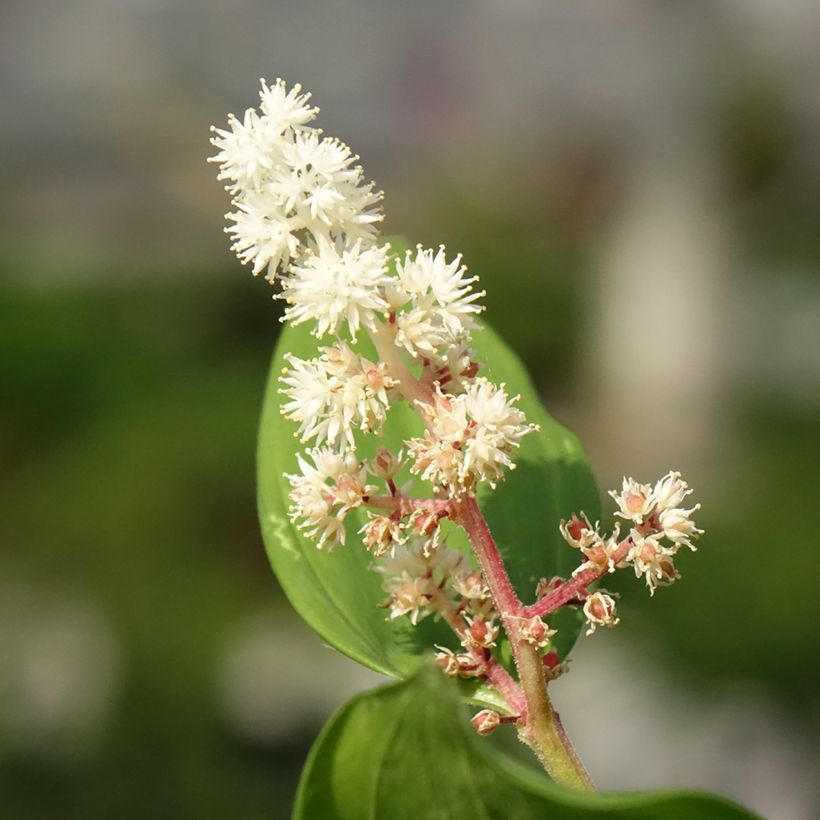 Smilacina racemosum (Floración)