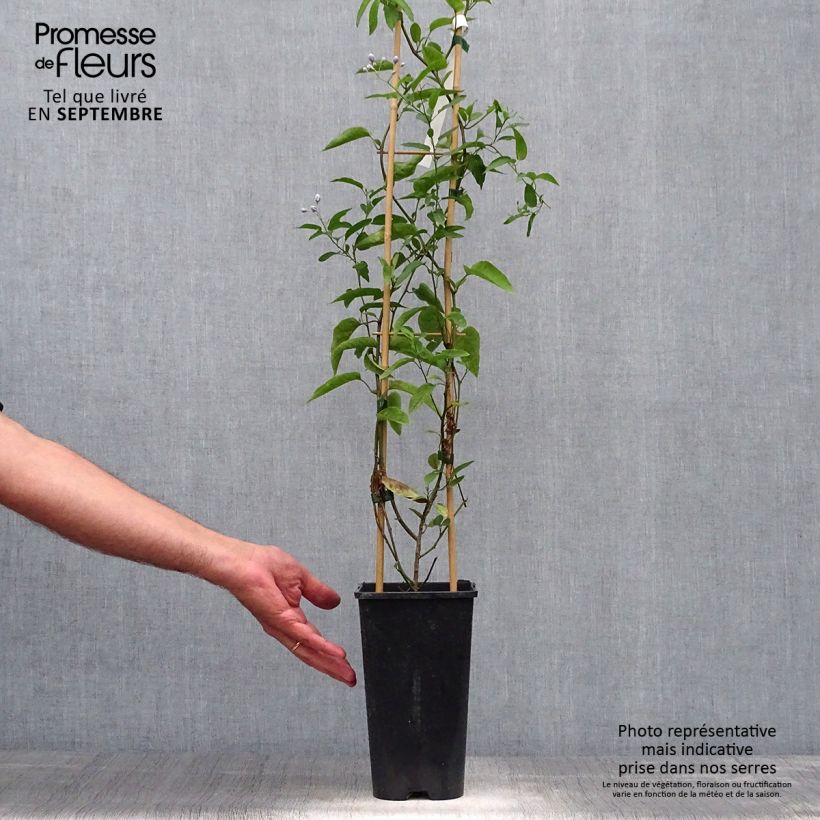 Ejemplar de Solanum jasminoides - Falso Jazmín Maceta 2L/3L entregado en otoño