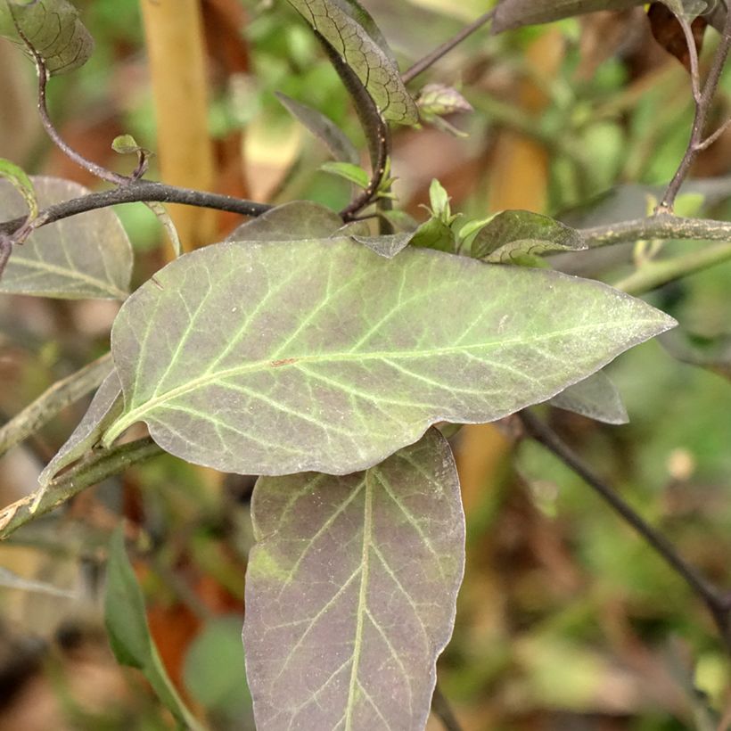 Solanum jasminoides - Falso Jazmín (Follaje)