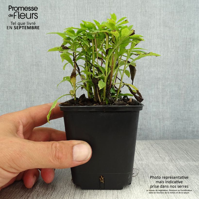 Ejemplar de Solidago canadensis Golden Baby - Vara de oro Maceta de 8/9 cm entregado en verano