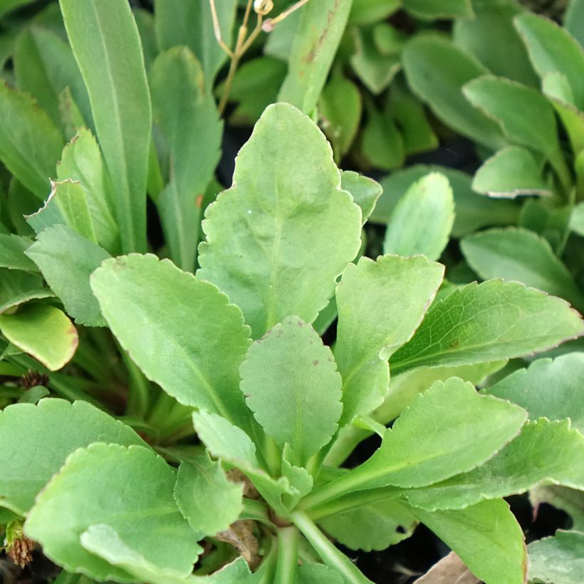 Solidago cutleri (Follaje)