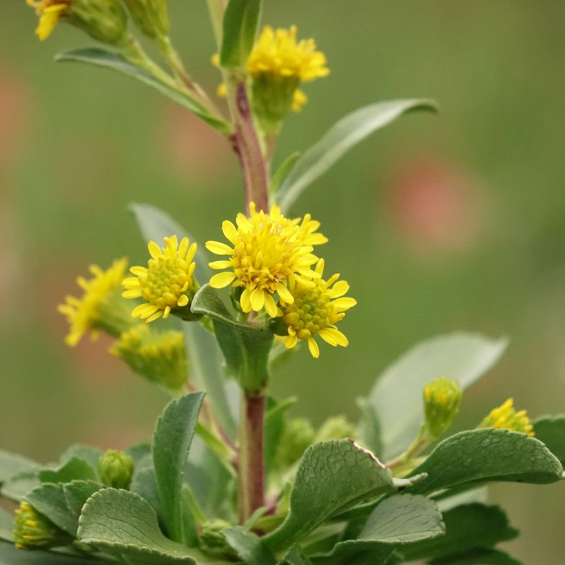 Solidago cutleri (Floración)