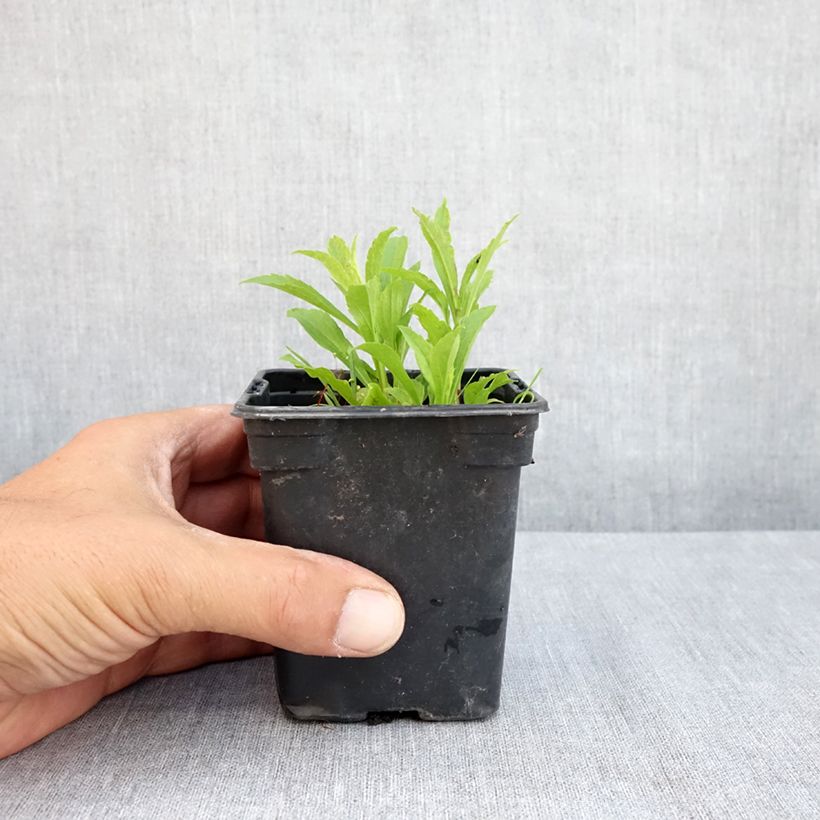 Ejemplar de Solidago canadensis Gold King - Vara de oro Maceta de 7/8 cm entregado en verano