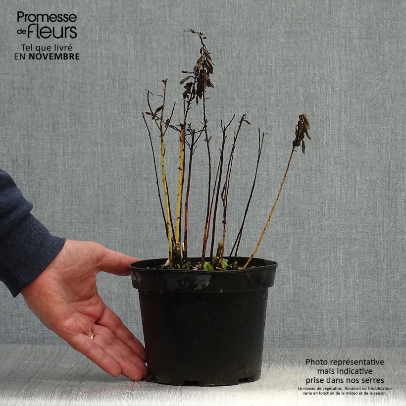 Ejemplar de Solidago canadensis Gold King - Vara de oro Maceta 2L/3L entregado en otoño