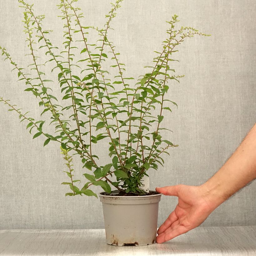 Ejemplar de Solidago rugosa Fireworks - Verge d'or Pot de 2L/3L entregado en verano