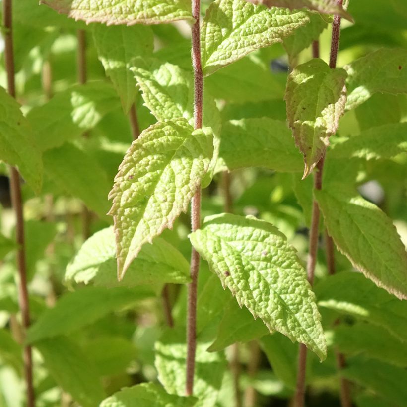 Solidago rugosa (Follaje)