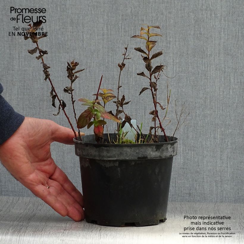 Ejemplar de Solidago rugosa Maceta 2L/3L entregado en otoño
