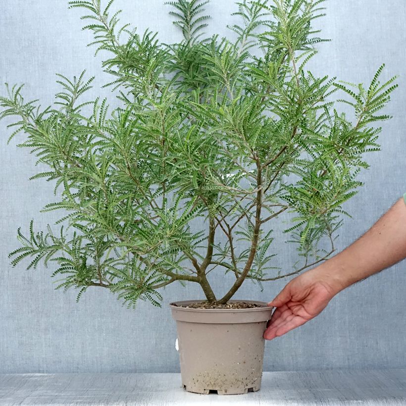 Ejemplar de Sophora microphylla Dragon's Gold - Sófora Maceta 4L/5L entregado en verano