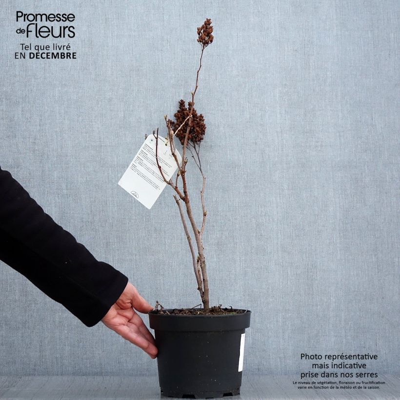 Ejemplar de Sorbaria sorbifolia - Falsa Spiraea Maceta 2L/3L entregado en otoño