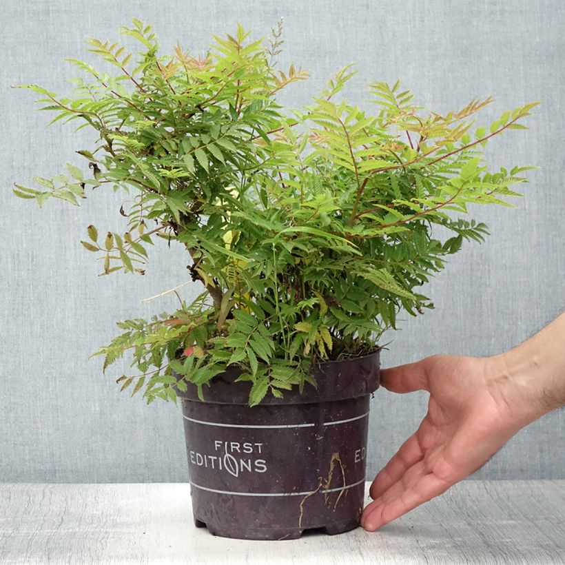 Ejemplar de Sorbaria sorbifolia Matcha Ball - Falsa Spiraea Maceta 2L/3L entregado en verano
