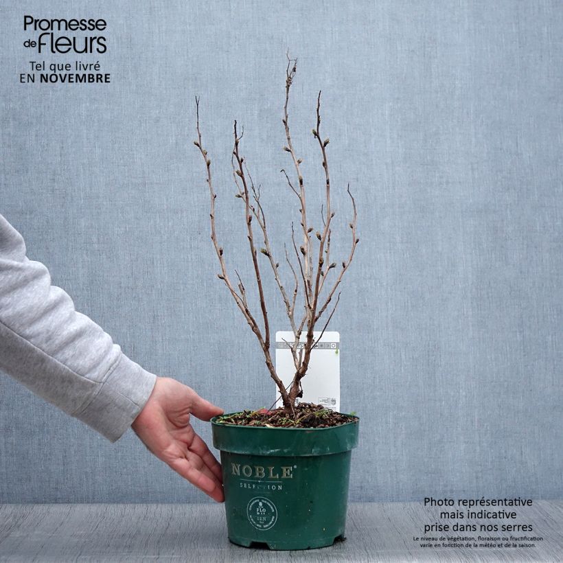 Ejemplar de Sorbaria sorbifolia Pink Hopi - Falsa Spiraea Maceta 2L/3L entregado en otoño