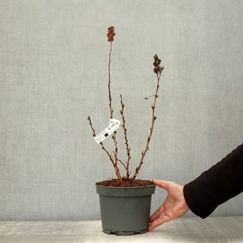 Ejemplar de Sorbaria sorbifolia Sem - Falsa Spiraea Maceta 2L/3L entregado en otoño