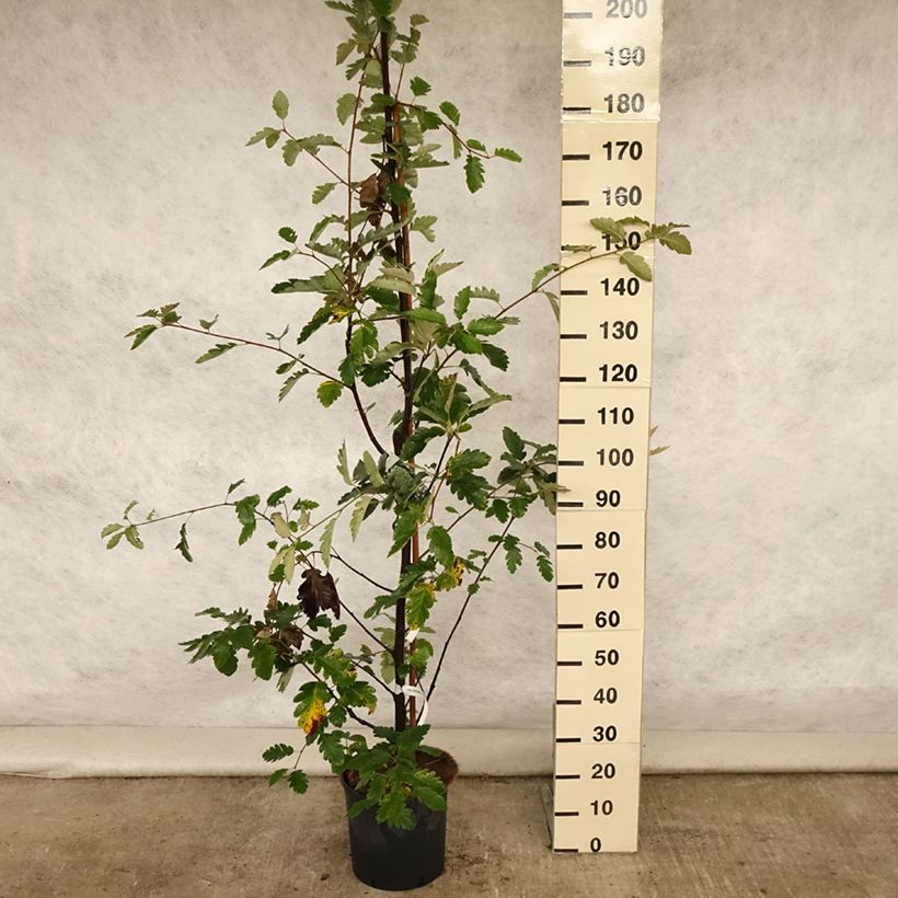 Ejemplar de Sorbus intermedia Brouwers - Serbal Maceta 12L/15LAltura de entrega aprox. 150/160cm entregado en verano
