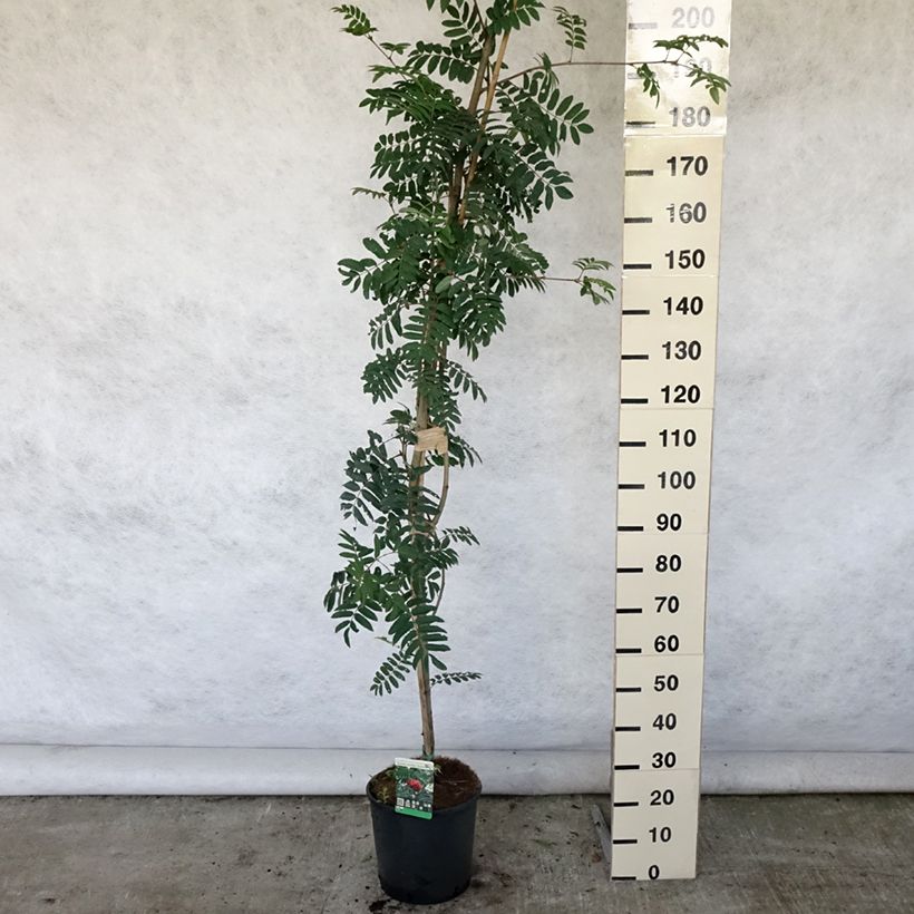 Ejemplar de Sorbus aucuparia Sheerwater Seedling - Serbal de cazadores Maceta 12L/15L entregado en verano