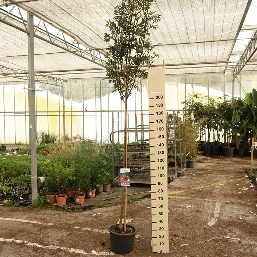 Ejemplar de Sorbus aucuparia Wettra - Serbal de cazadores Maceta 20L/25L entregado en otoño