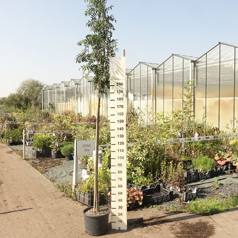 Ejemplar de Sorbus aucuparia Wettra - Serbal de cazadores Maceta 20L/25LAltura de entrega aprox. 350/400cm entregado en verano