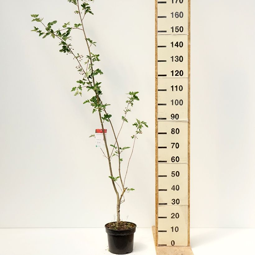 Sorbocotoneaster pozdnjakovii Maceta 4L/5LAltura de entrega aprox. 160/180cm Ejemplar entregado en la primavera