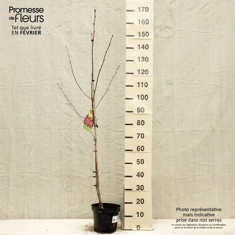 Crataegosorbus Grananatnaja Maceta 4L/5L Ejemplar entregado en invierno