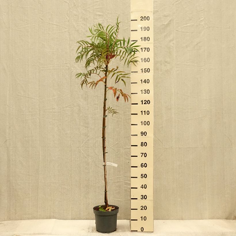 Ejemplar de Sorbus commixta var. ulleungensis Dodong (Olympic Flame) Maceta 7,5L/10L entregado en otoño