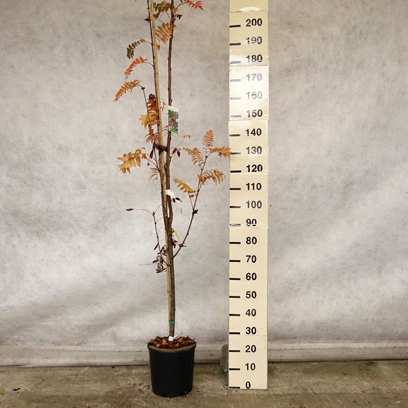 Ejemplar de Sorbus arnoldiana Pink Veil - Serbal Maceta 4L/5L entregado en otoño